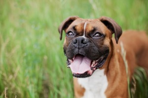 Boxer