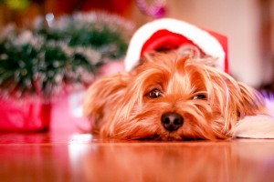 Yorkshire Terrier wearing a Christmas Hat
