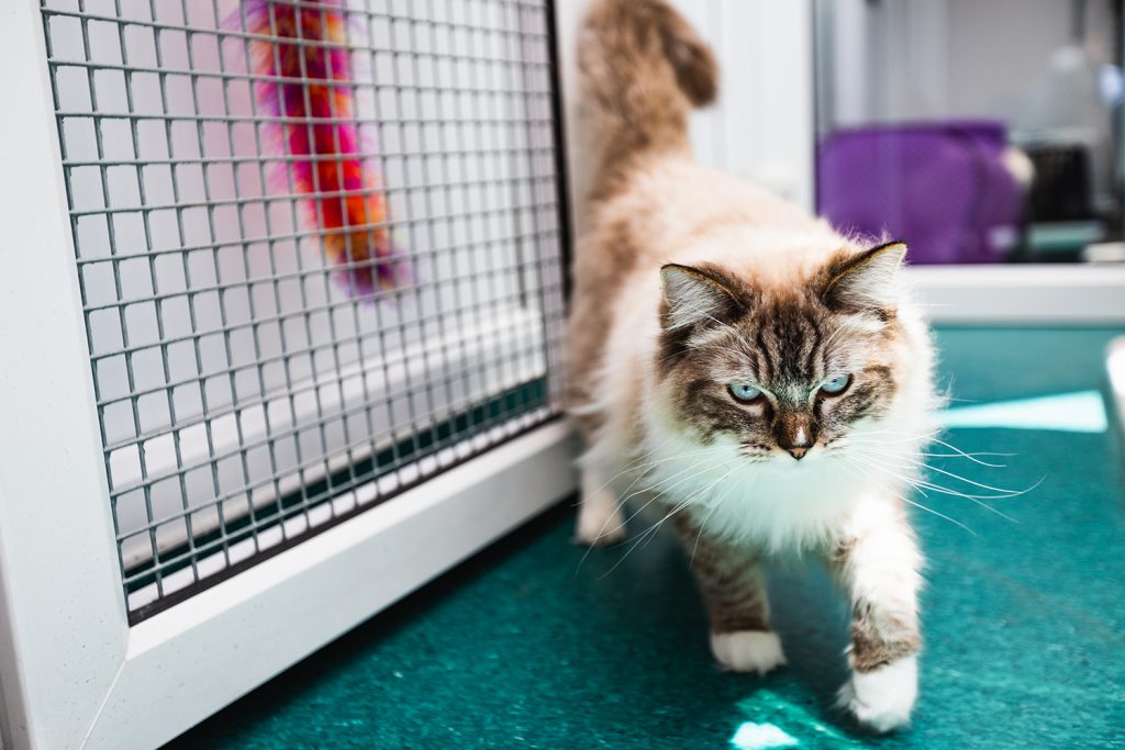 Cat in the cattery at Campus Vets and Pets