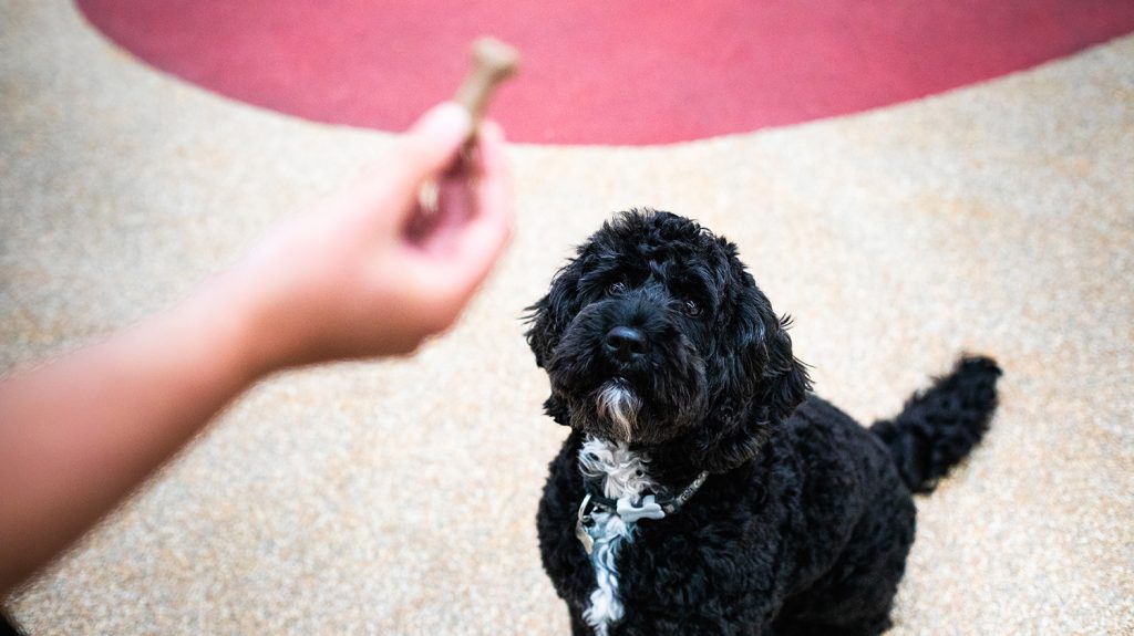 Dog sitting waiting for a biscuit