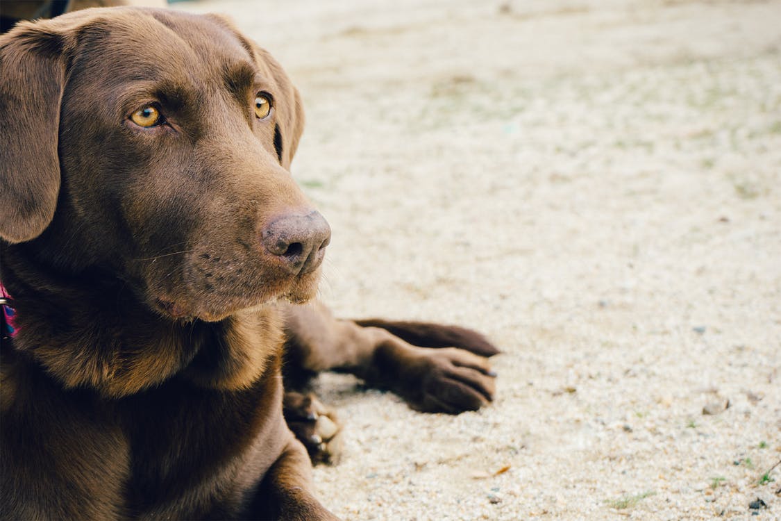 Labrador training school near me cheap