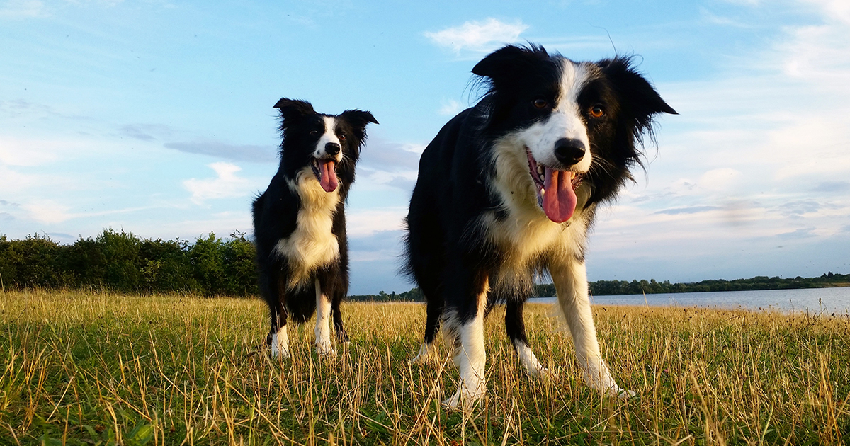 Scottish ban on shock collars a victory for dogs and dog lovers!