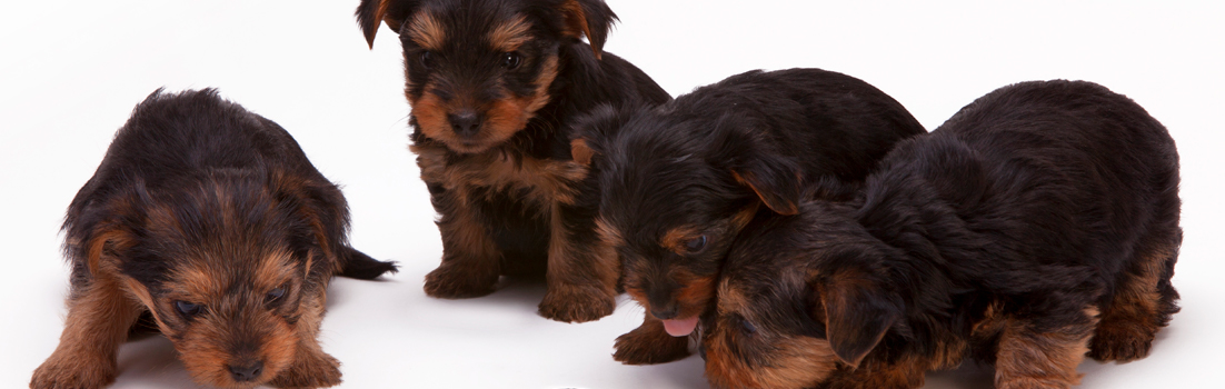 Kennel Club welcomes consultation on third party puppy sale ban