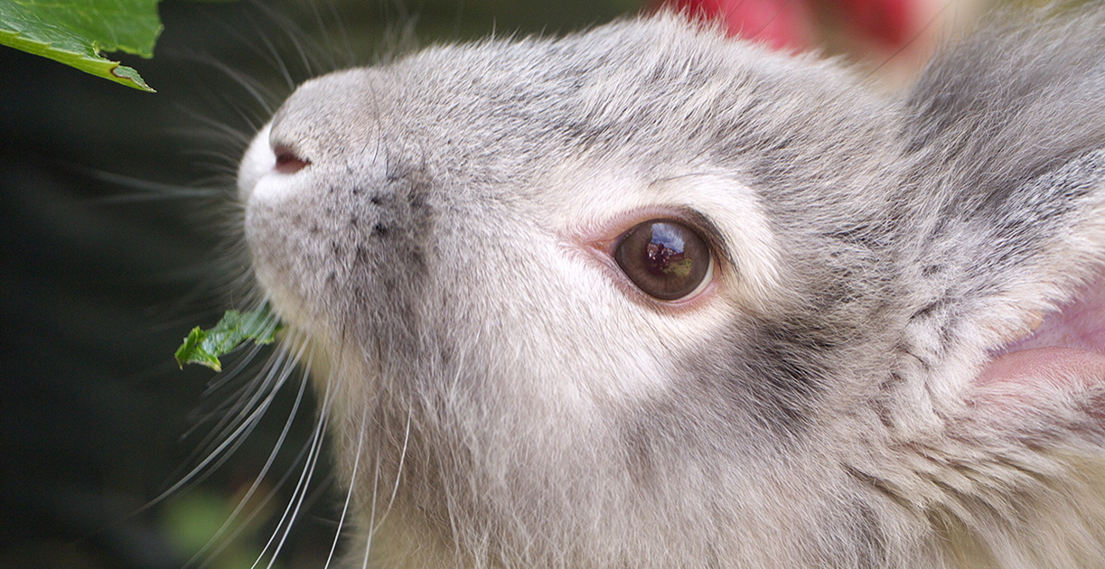 Rabbit Awareness Week: Move away from Muesli!