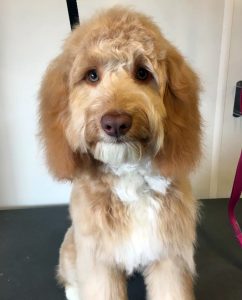 Cockerpoo puppy sitting on a grooming table