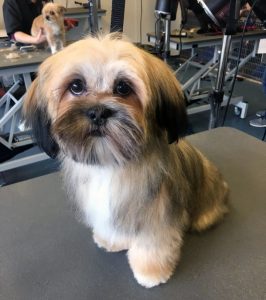 Lhasa Apso Puppy