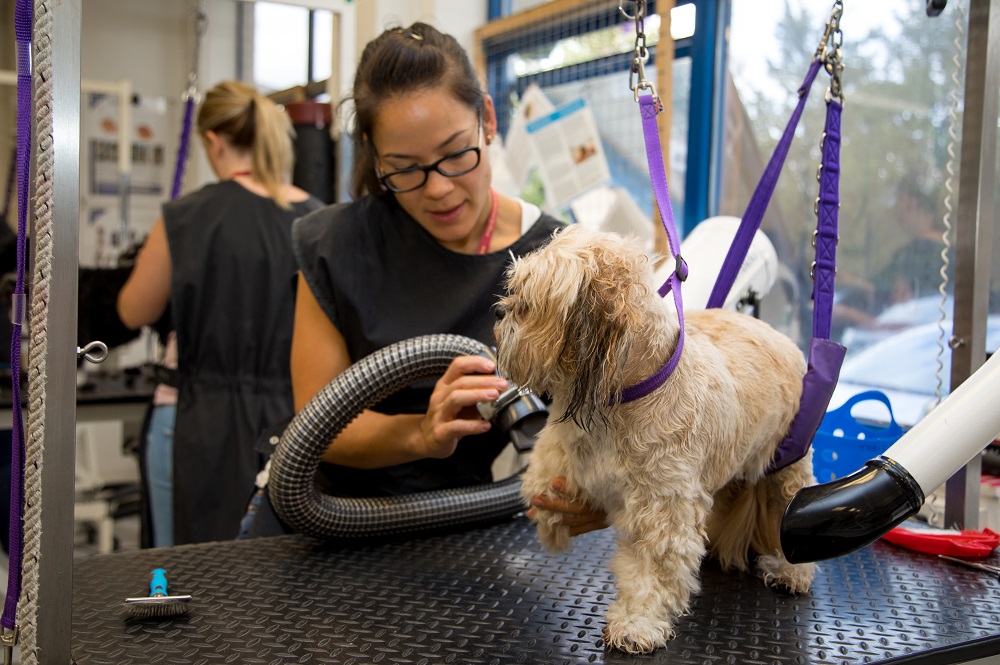 Dog Grooming Teacher: Is it the role for you?