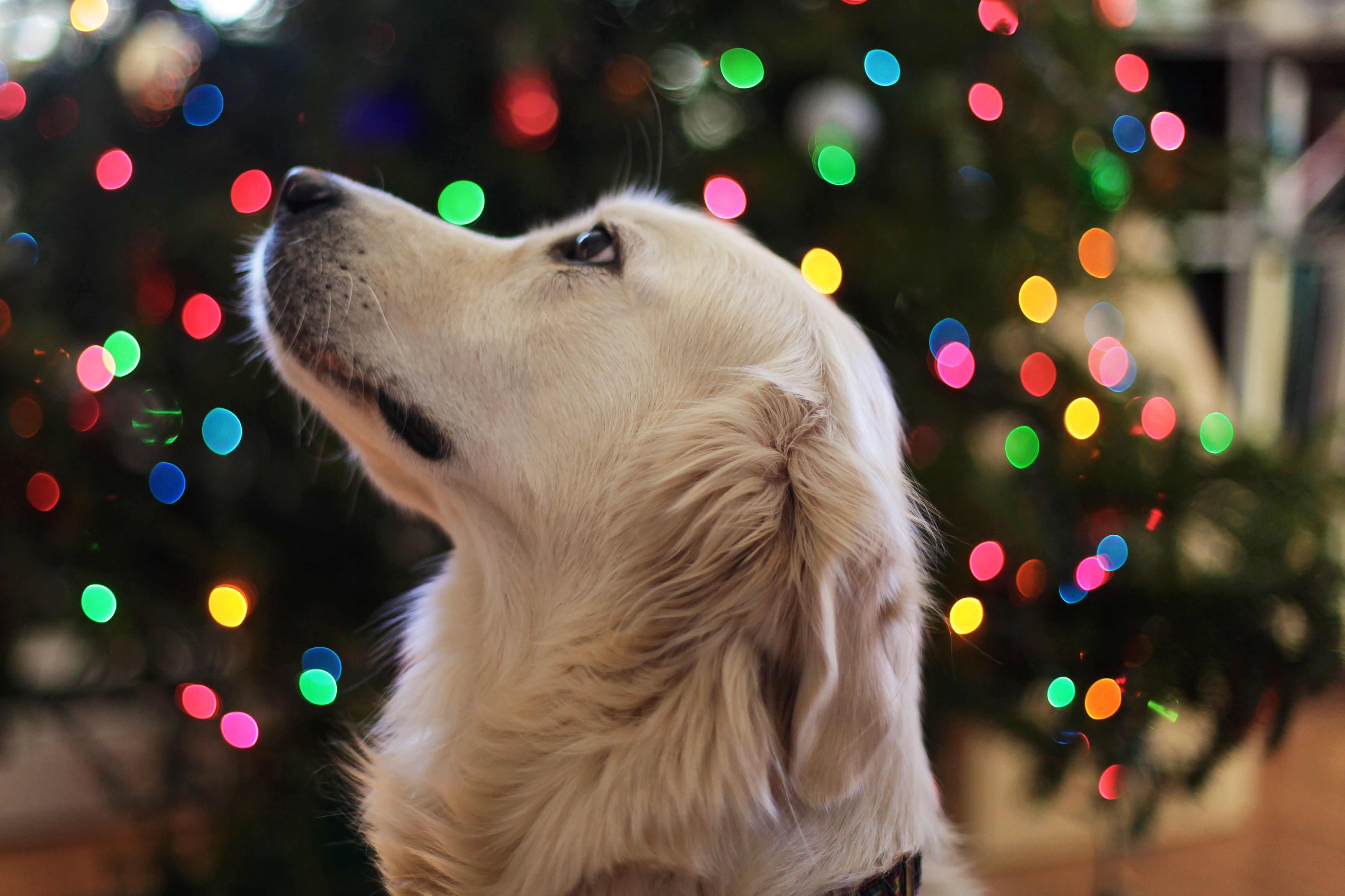 Why you should leave dogs off your Christmas list this year…