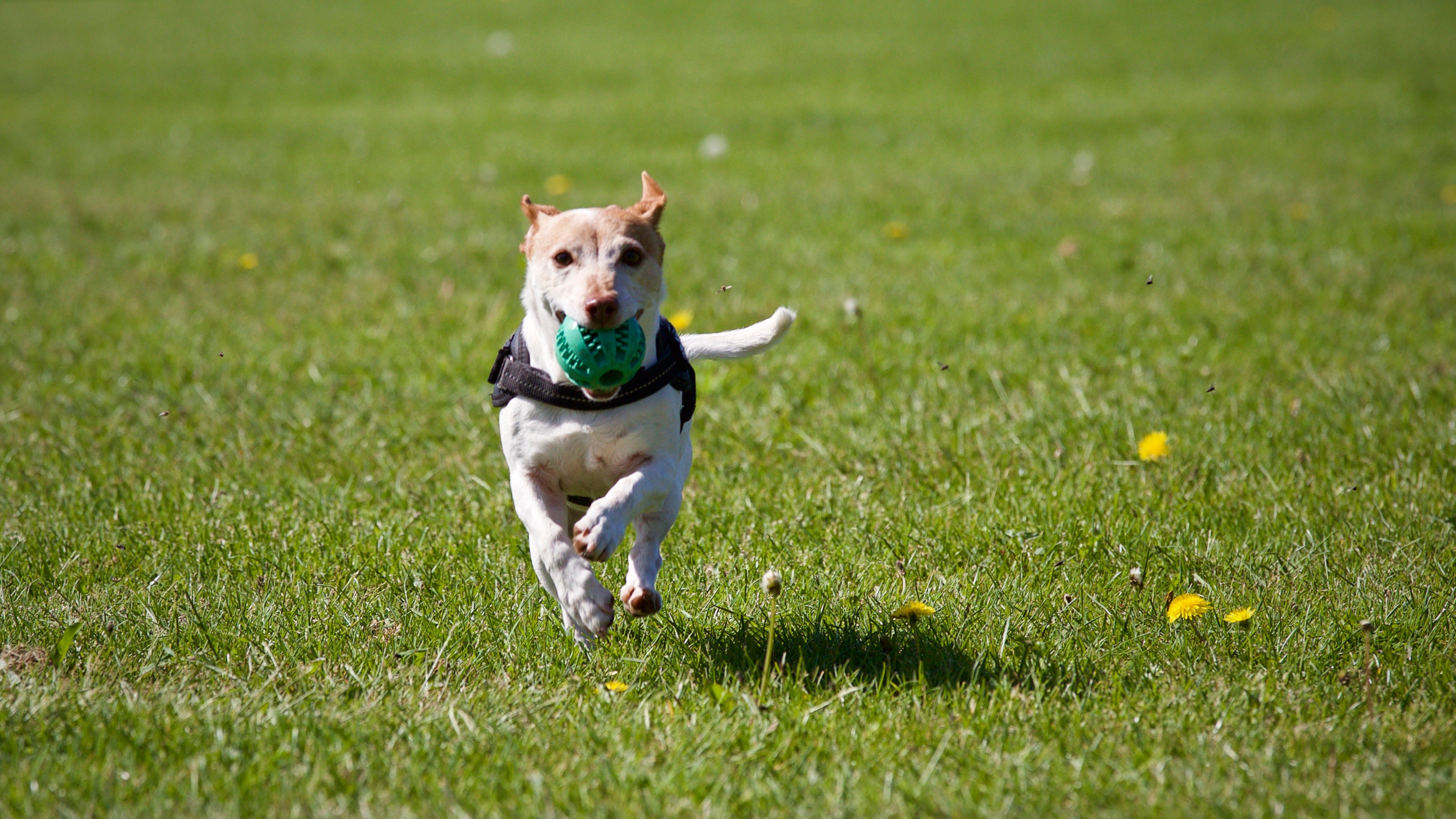 Top Tips for Training Troublesome Pups!