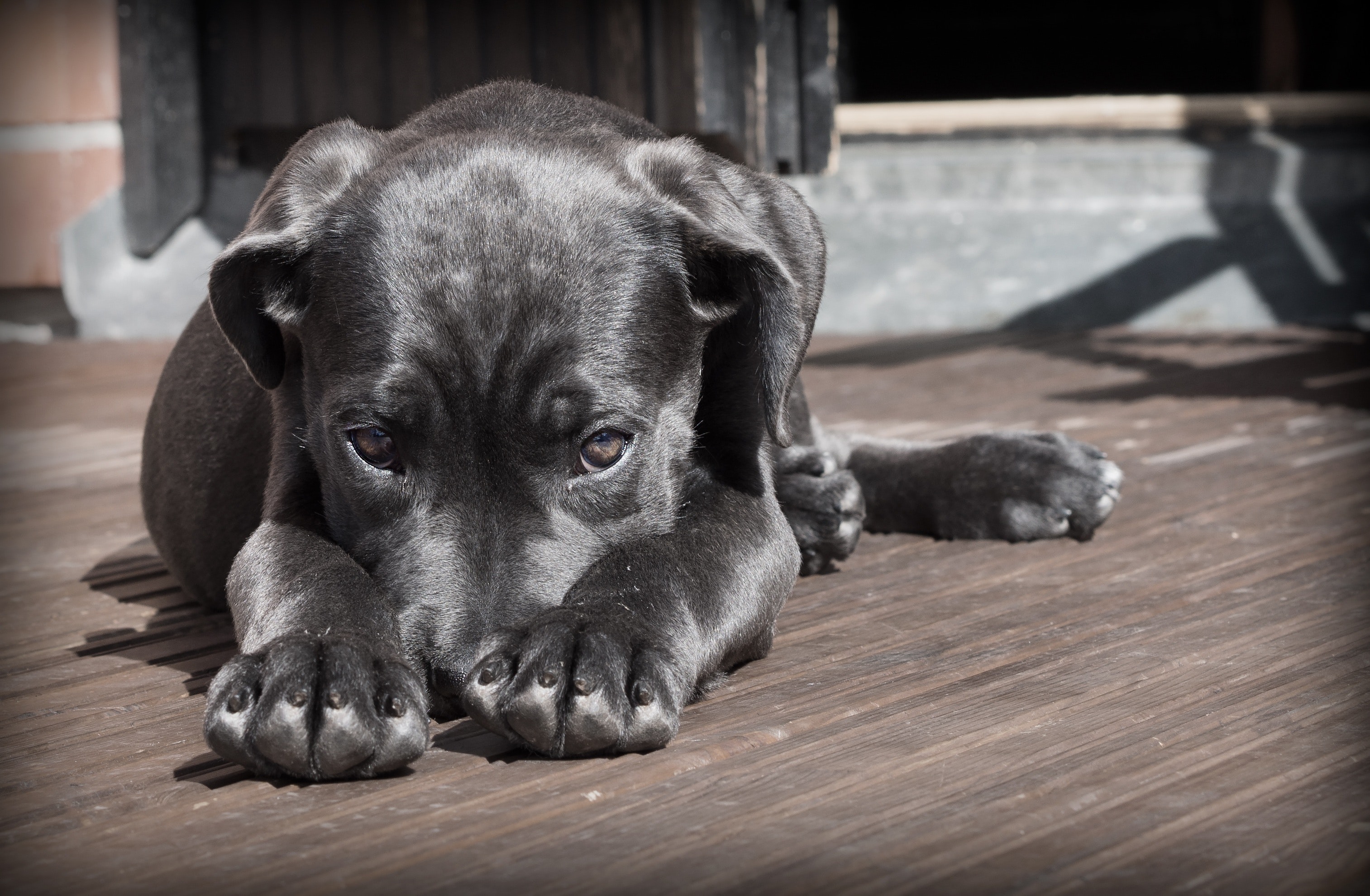 Protect your pooch this Pet Theft Awareness Day