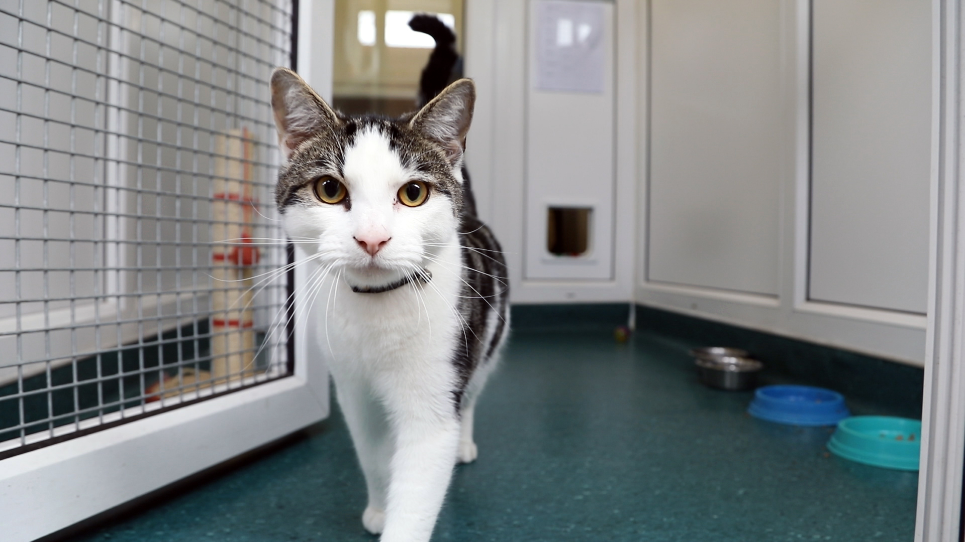Campus Vets and Pets boarding cattery