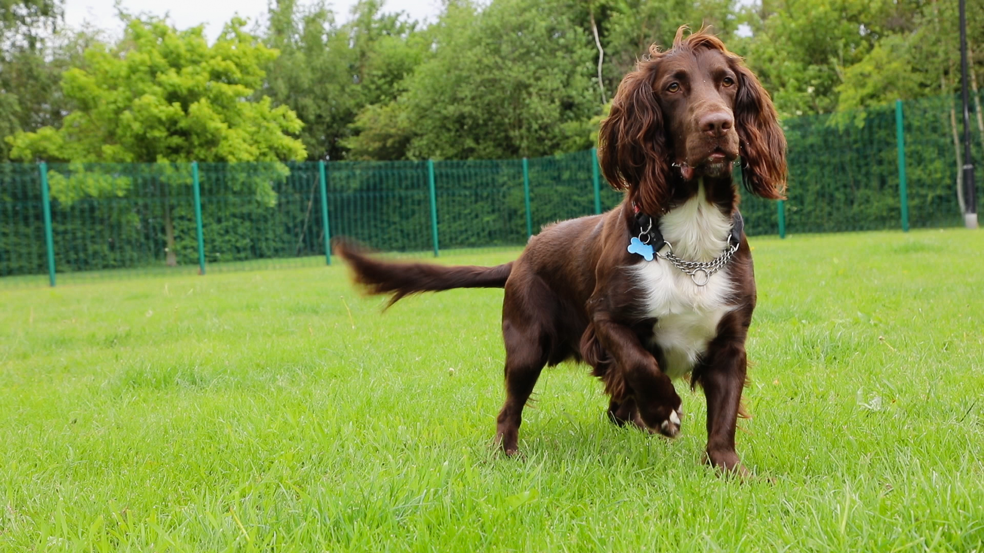 Campus Vets and Pets boarding kennels and cattery