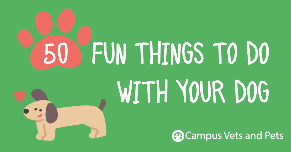 50 Fun Things To Do With Your Dog
