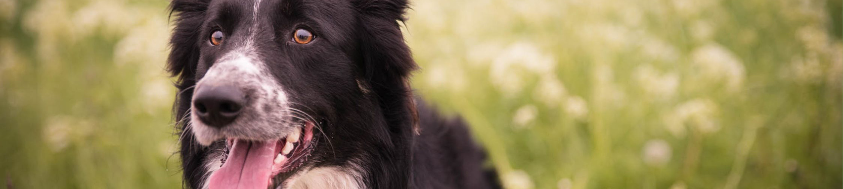 Happy border collie