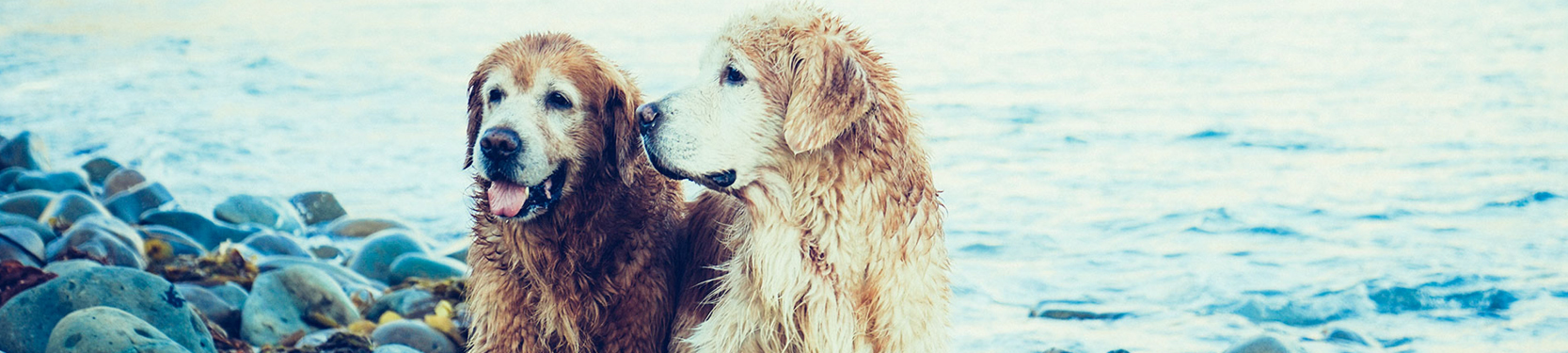 Two labrador dogs