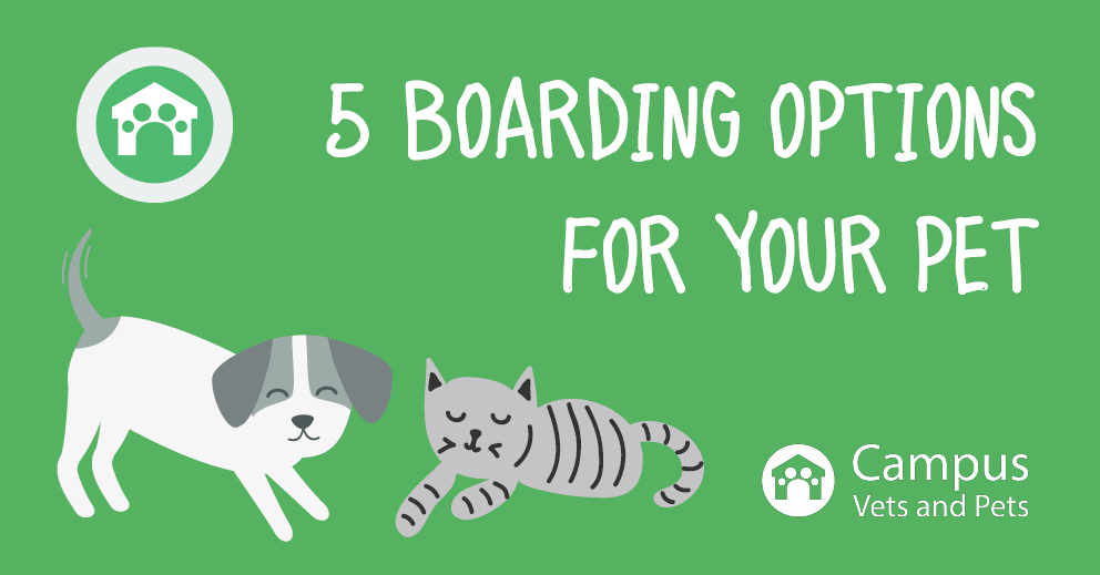 5 Boarding Options for Your Pet When You Go Away