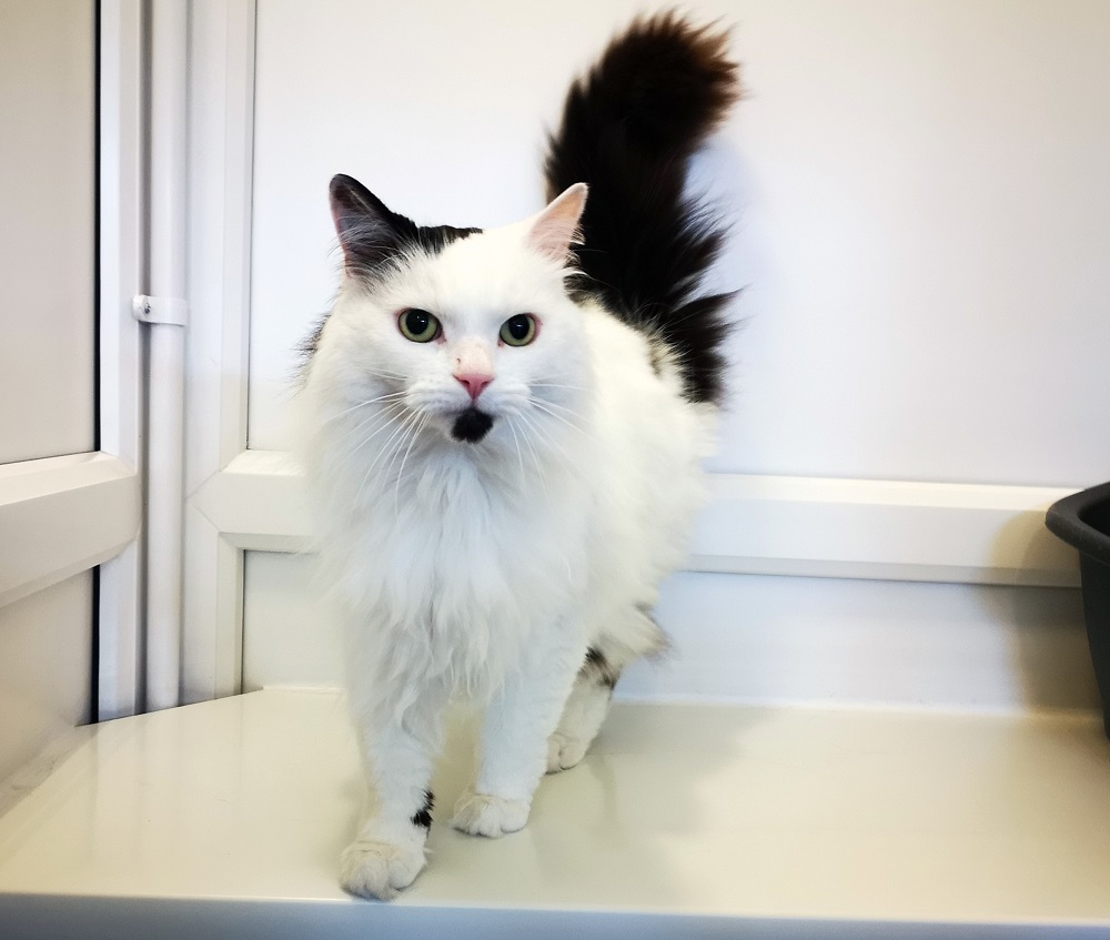 Bandit in a cat pen