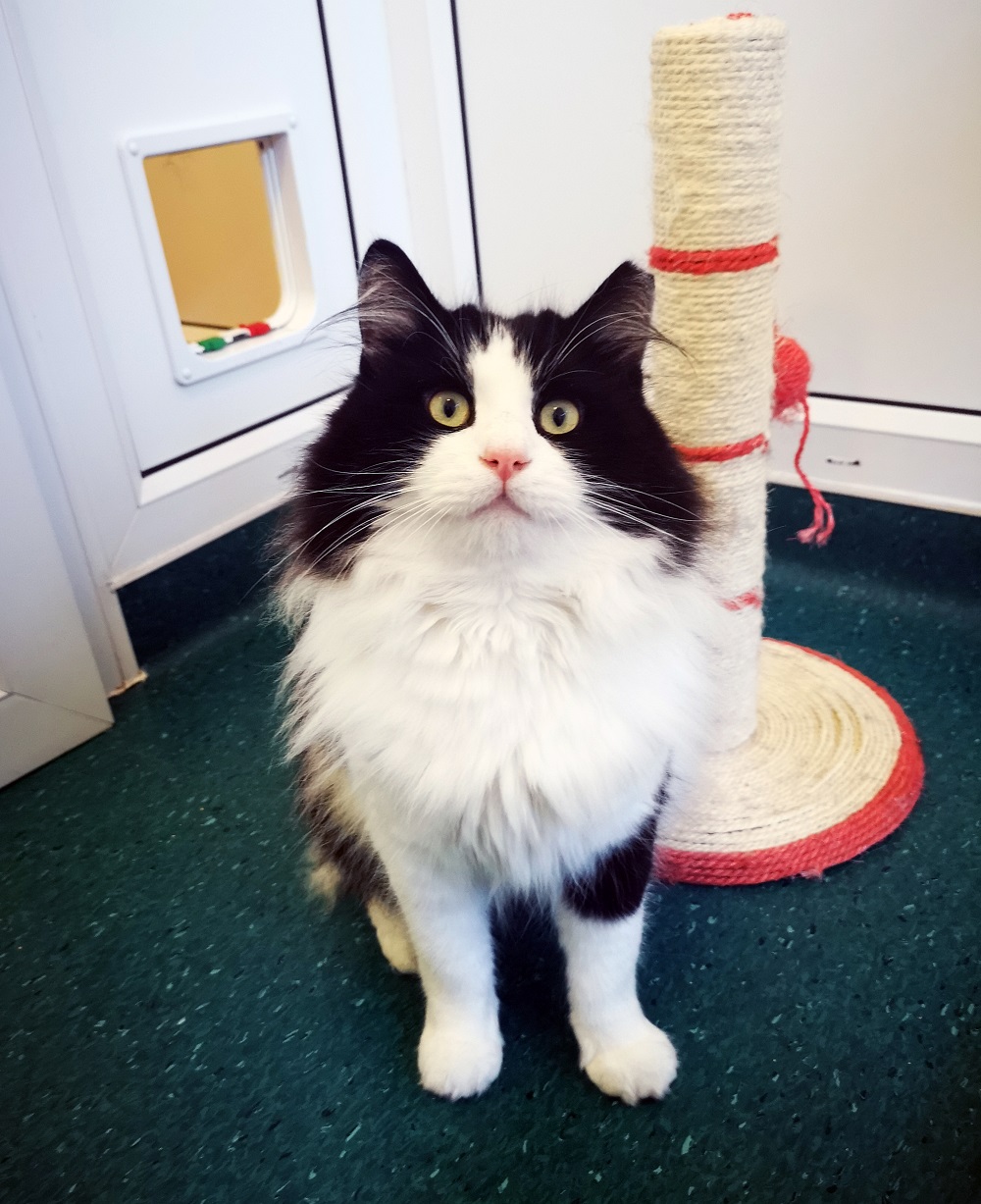 Toby in his cat pen