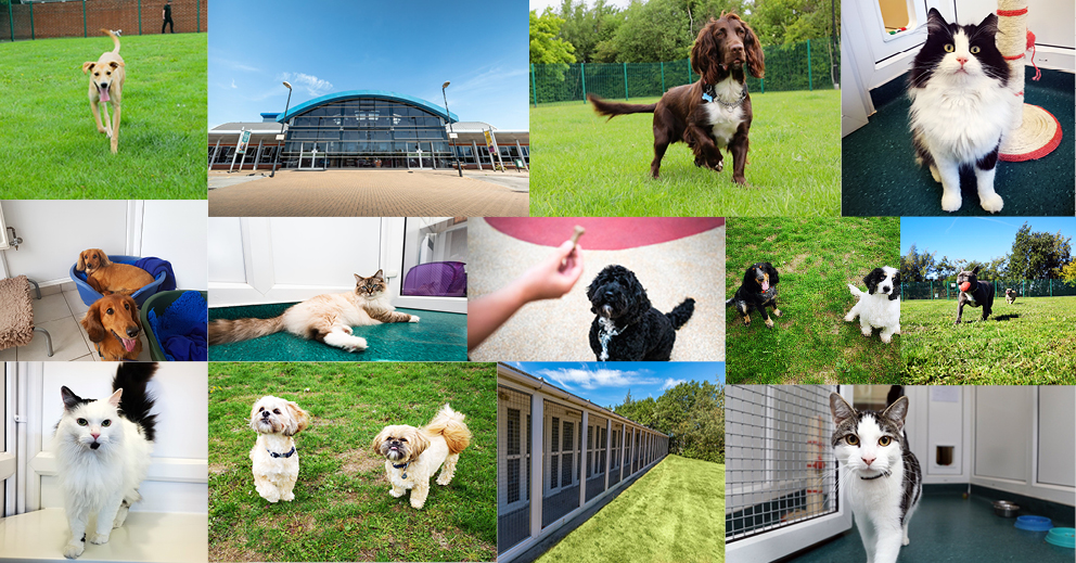 dog kennels and cattery near me